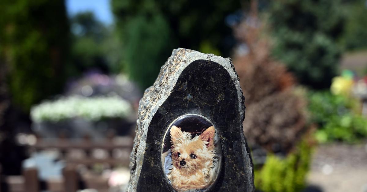 Viele-trauern-um-Tiere-hnlich-stark-wie-um-Menschen