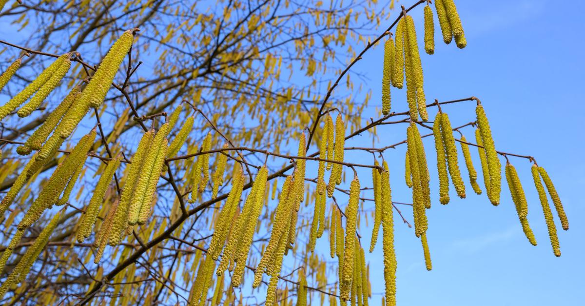 -Ungew-hnlich-fr-h-Pollenallergiker-leiden-schon