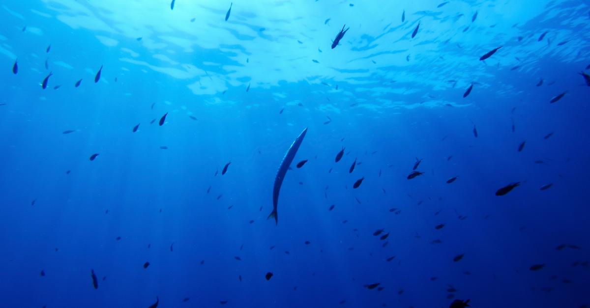 Deutschland-will-Schutzabkommen-f-r-Hochsee-beitreten