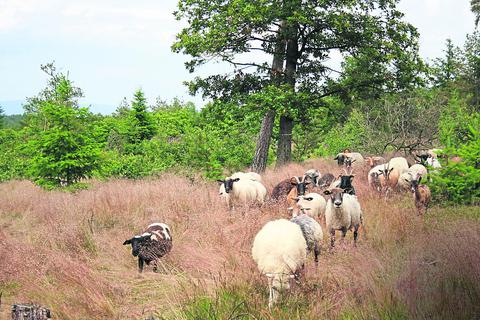 Mancherorts werden Schafe und Ziegen zur Pflege von Ausgleichsflächen eingesetzt, wie hier in der Gemeinde Kapsweyer (Südliche Weinstraße). Foto: Daniela Elsässer
