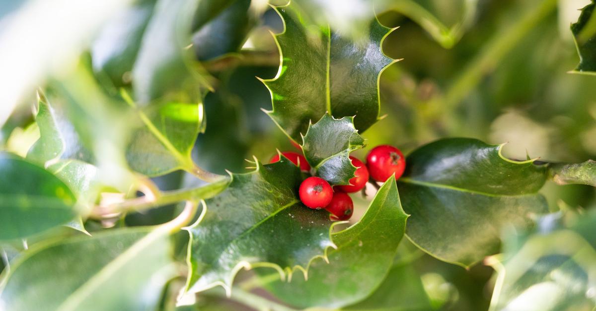 So-bringen-Winterbl-her-Farbe-in-dunkle-Zimmer
