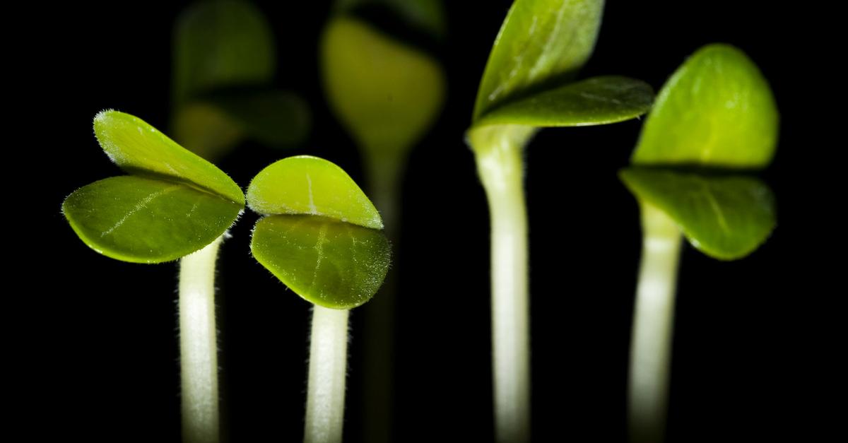 Kresse-Feldsalat-Co-Gem-se-schon-jetzt-vorziehen