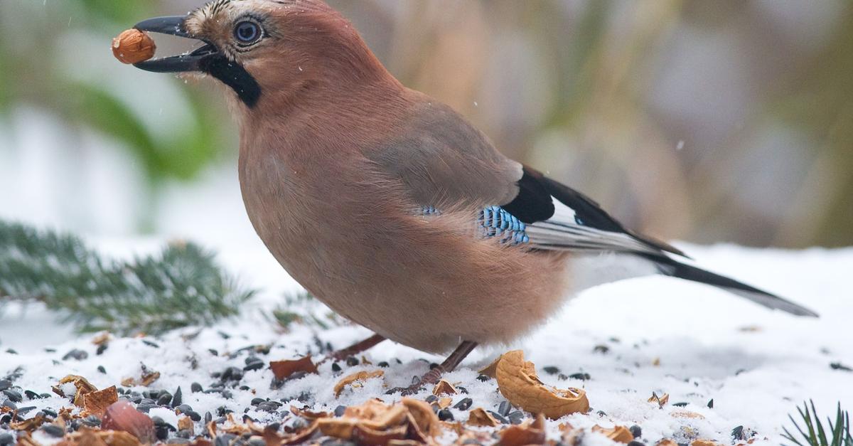 Frost-und-Schnee-So-helfen-Sie-V-geln-im-Garten
