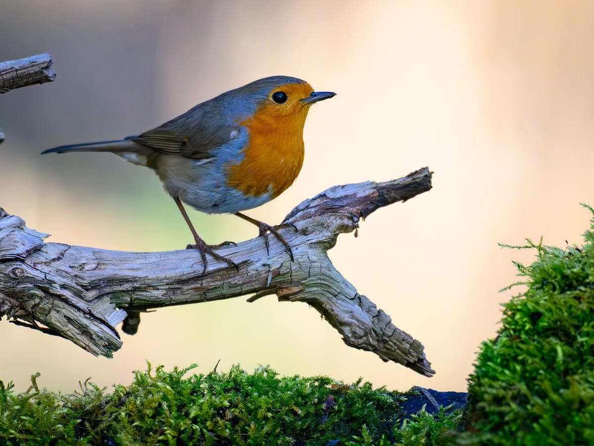 Richtig pflanzen: So wird der Garten zum Vogelparadies