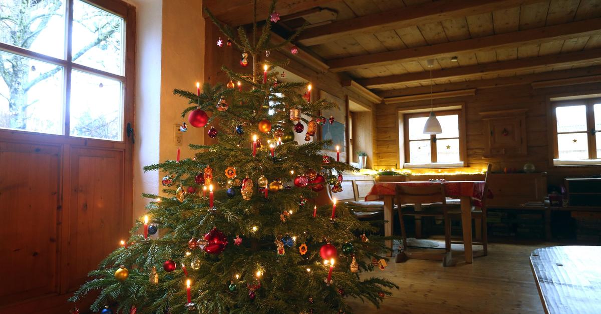 Tipps-f-r-den-Kauf-Welcher-Weihnachtsbaum-passt-zu-mir-