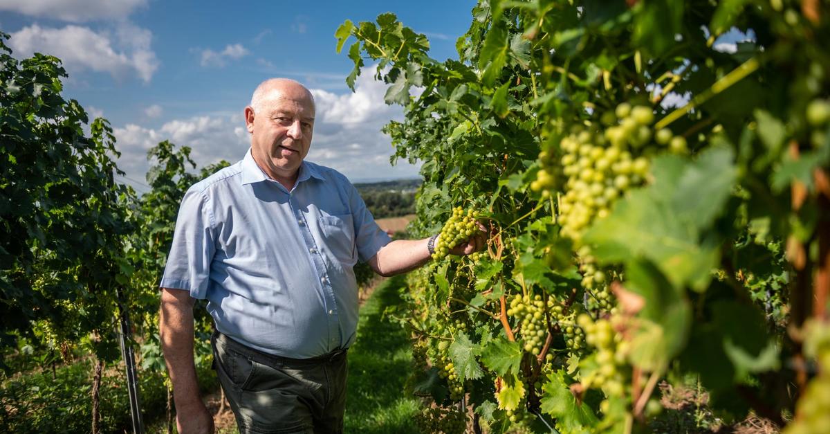 Zum Naschen statt zum Trinken: Tafeltrauben aus Heppenheim