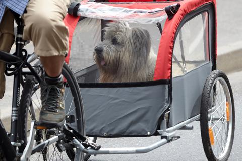 Eine Radtour mit Hund: Das kann mit einem Hundeanhänger und weiteren Tipps und Hilfsmitteln gelingen. Foto: dpa