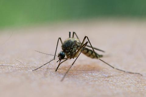 Vielerorts könnte es durch den verregneten Frühling mehr Stechmücken geben.