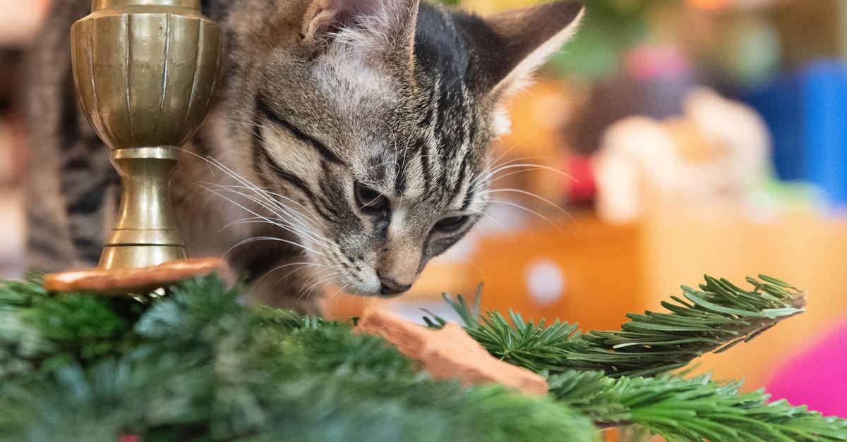 Gefahr-an-Weihnachten-Daran-sollten-Tiere-nicht-knabbern