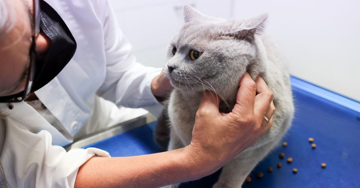 Was-leisten-Krankenversicherungen-f-r-Vierbeiner-