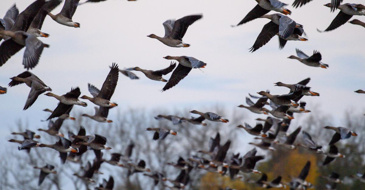 vogelgrippe-in-worms-die-lage-auf-h-fen-und-im-tiergarten