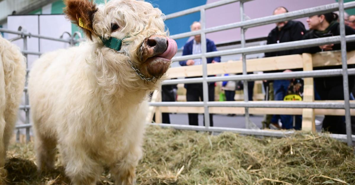 Gr-ne-Woche-gestartet-Sichere-Ern-hrung-im-Blick